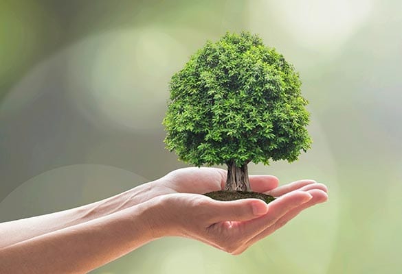 holding-tree-opt