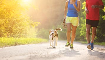 wd-dogwalking-optimized